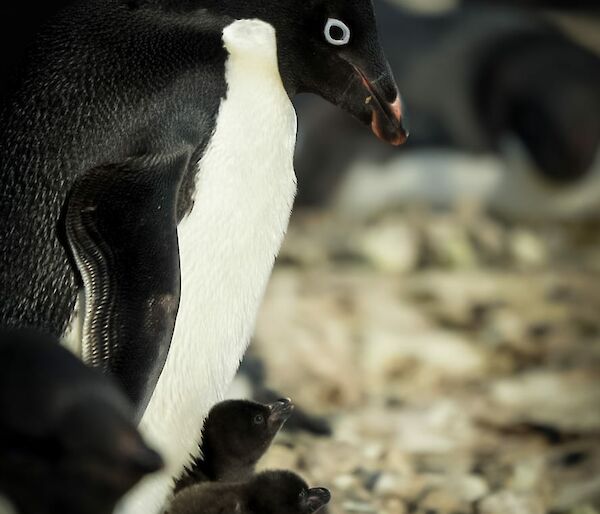 Adélie penguin with two chicks on Bechervaise Island near Mawson